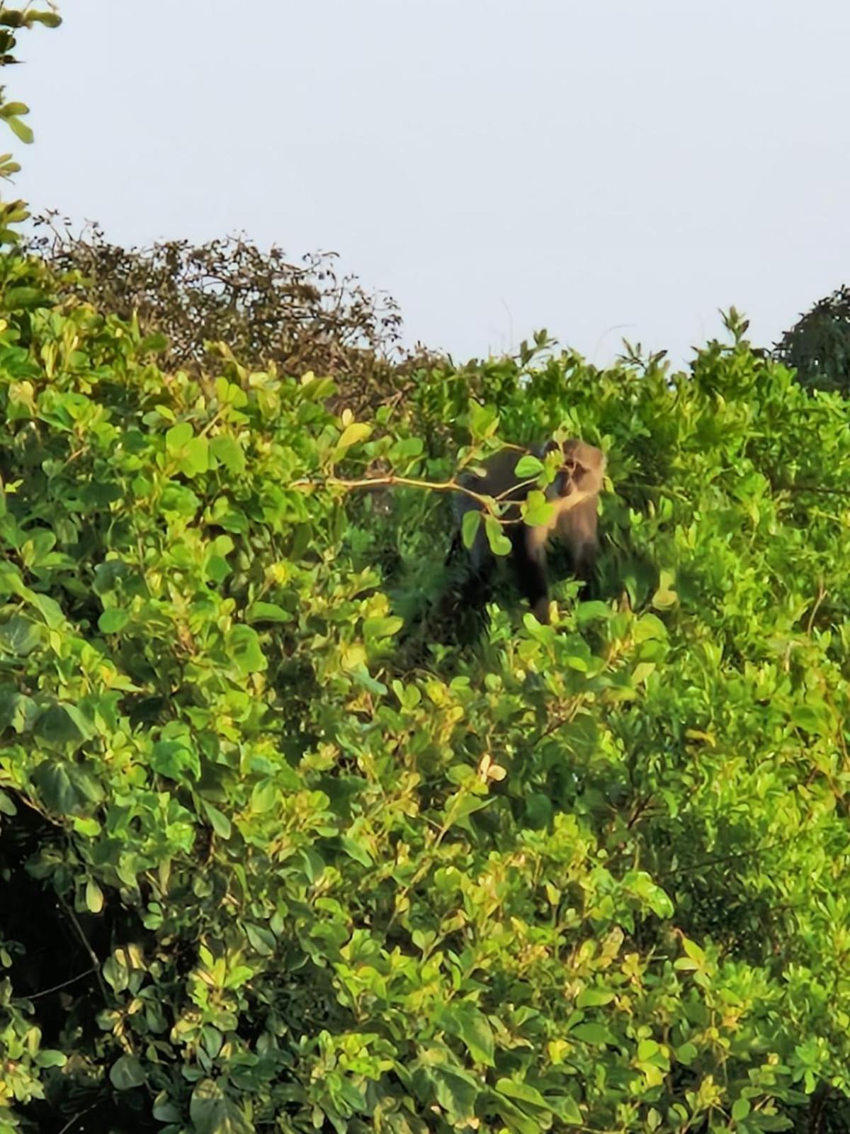 Monkey Mountain Lodge Mtende Ngoại thất bức ảnh